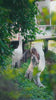 Video reel showing a model walking through a lush garden wearing a light grey embroidered suit with a billowing sheer dupatta from the Bad-e-Saba collection by INEJ.